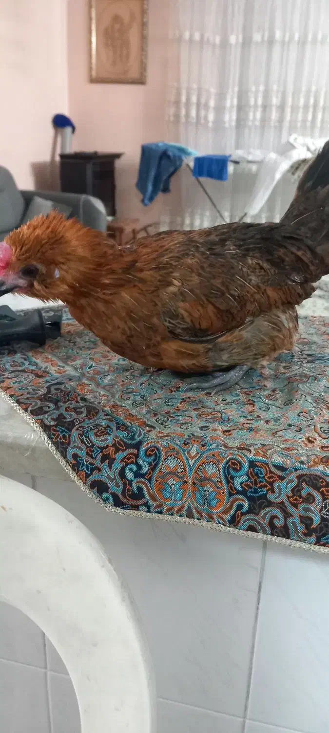 مرغ مینیاتوری|حیوانات مزرعه|گرگان, |دیوار