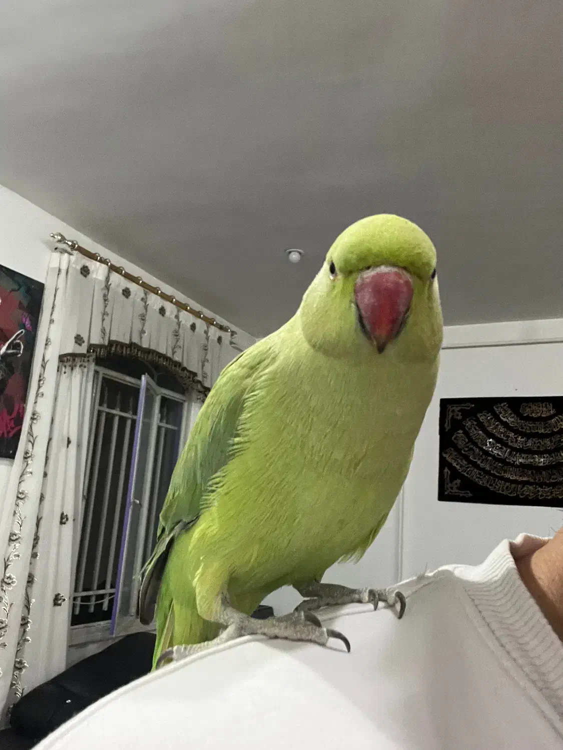 طوطی ملنگو رام|پرنده|مریوان, |دیوار