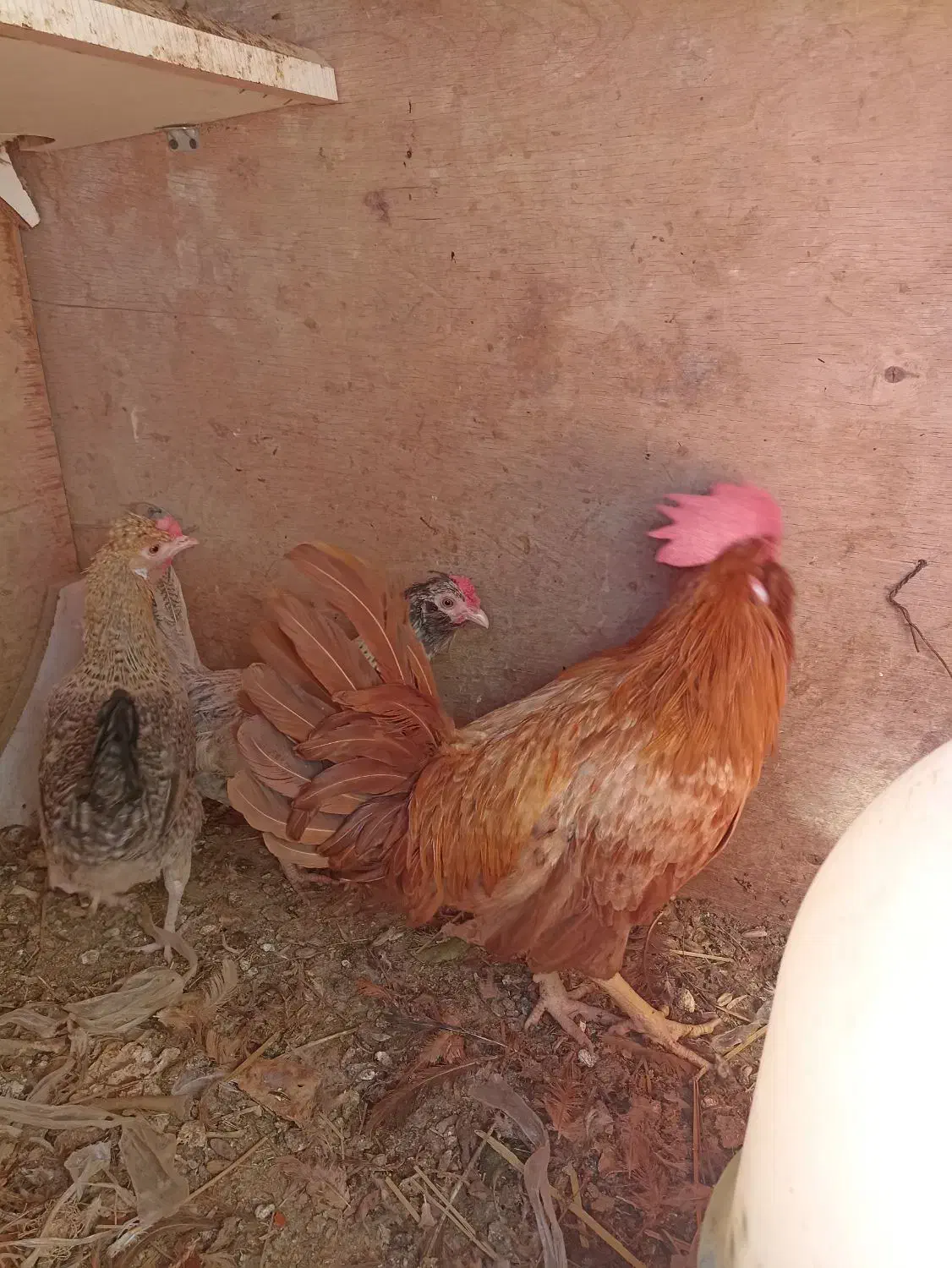 سلام فروش دوتا مرغ هروز تخم ویک عدد خروس|حیوانات مزرعه|نگین کویر, |دیوار