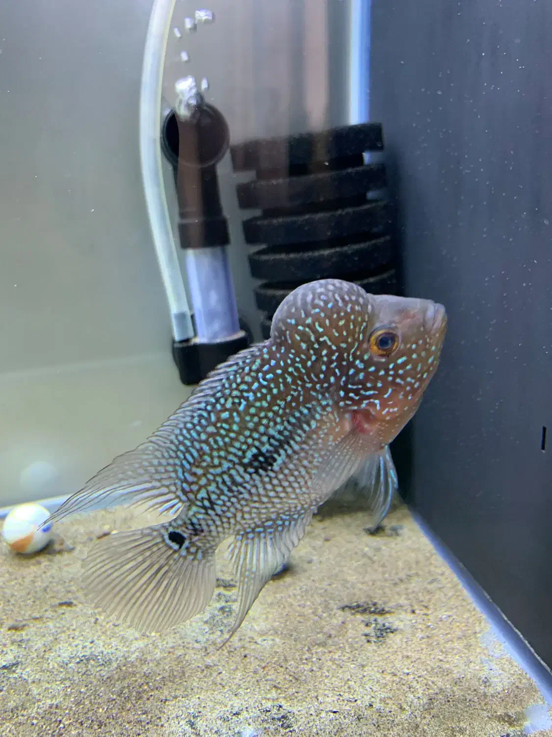 فلاورKMLبلو پرل|ماهی|سنندج, |دیوار