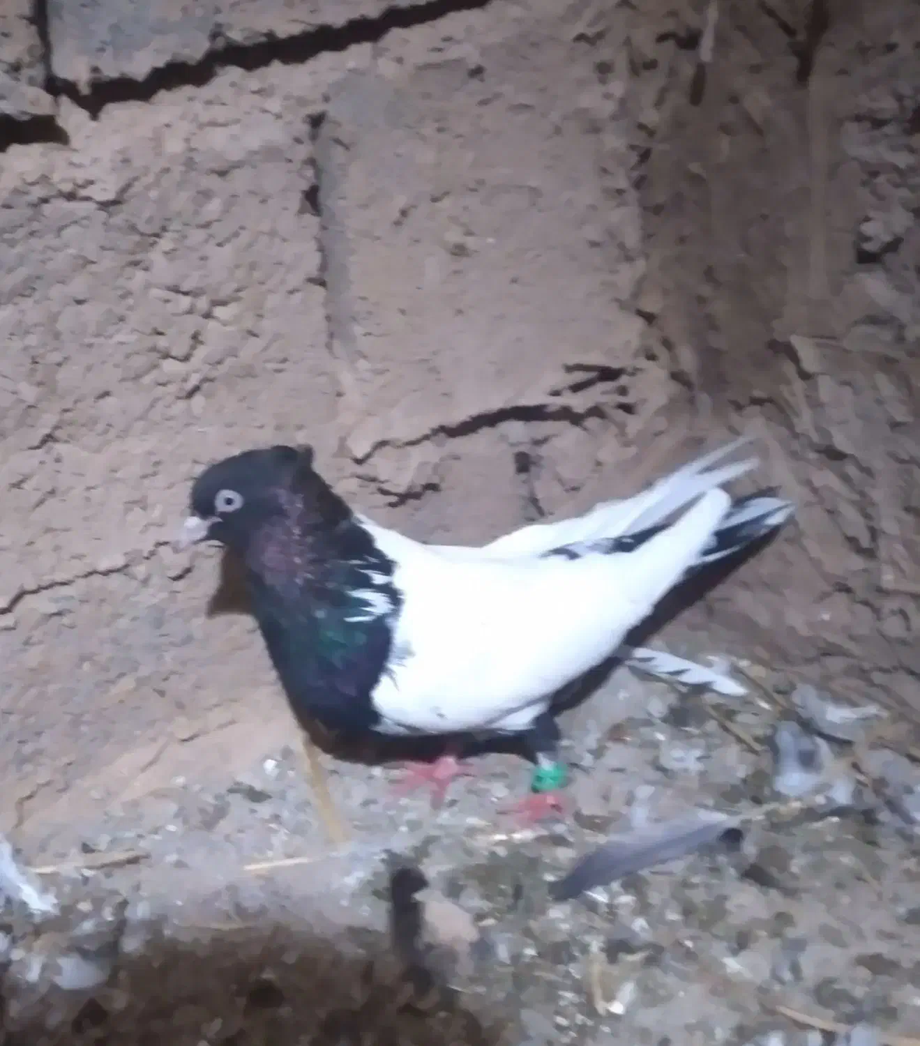 کبوتر|پرنده|تربت جام, میان جام|دیوار