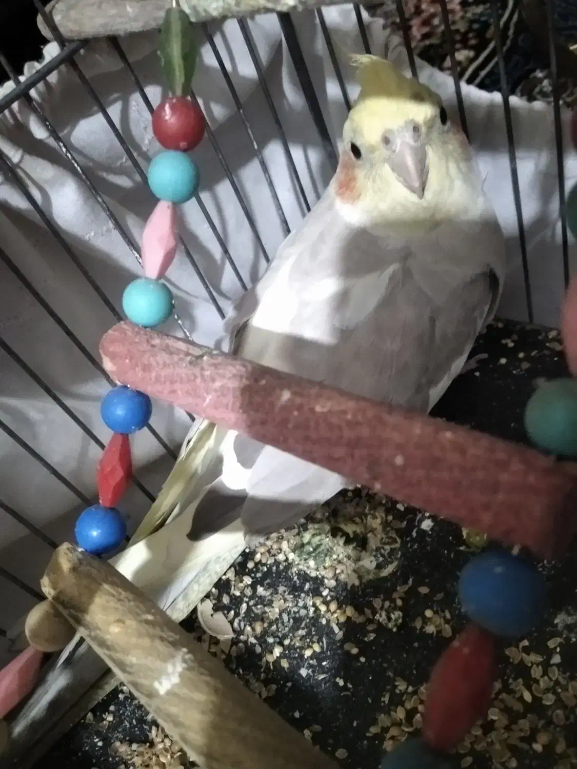 عروس هلندی|پرنده|کرمانشاه, |دیوار