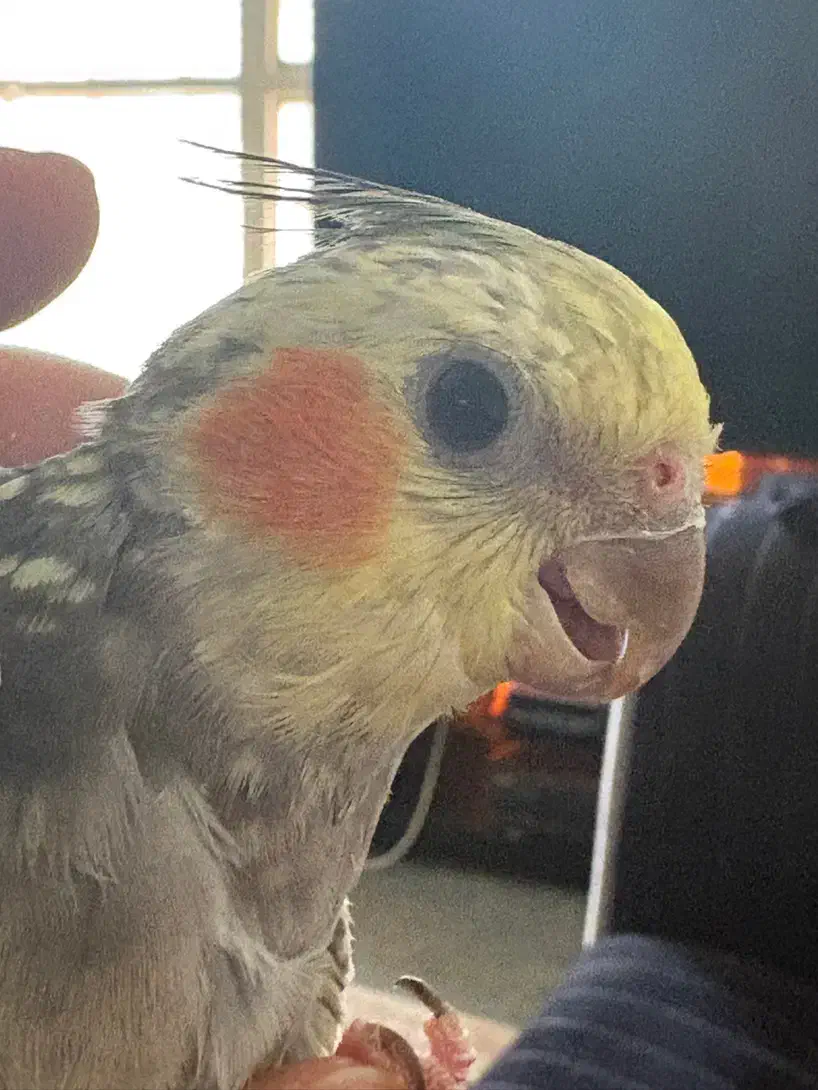 عروس هلندی مولد|پرنده|شیراز, جوادیه|دیوار