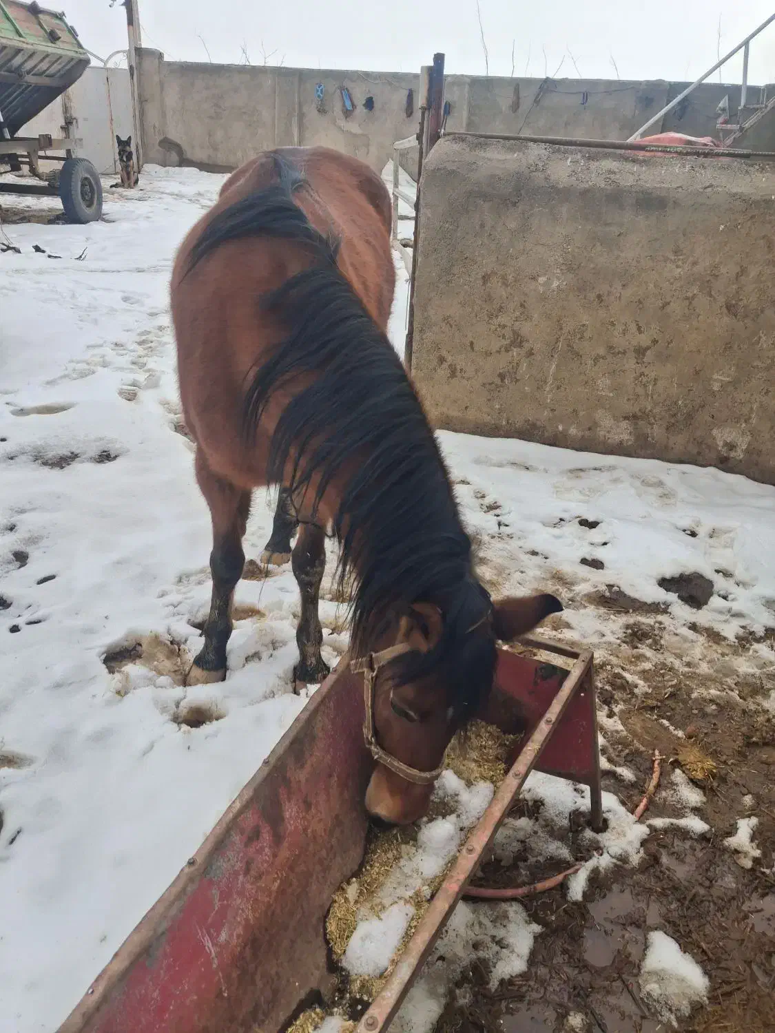 اسب|اسب و تجهیزات اسب‌سواری|ابهر, |دیوار