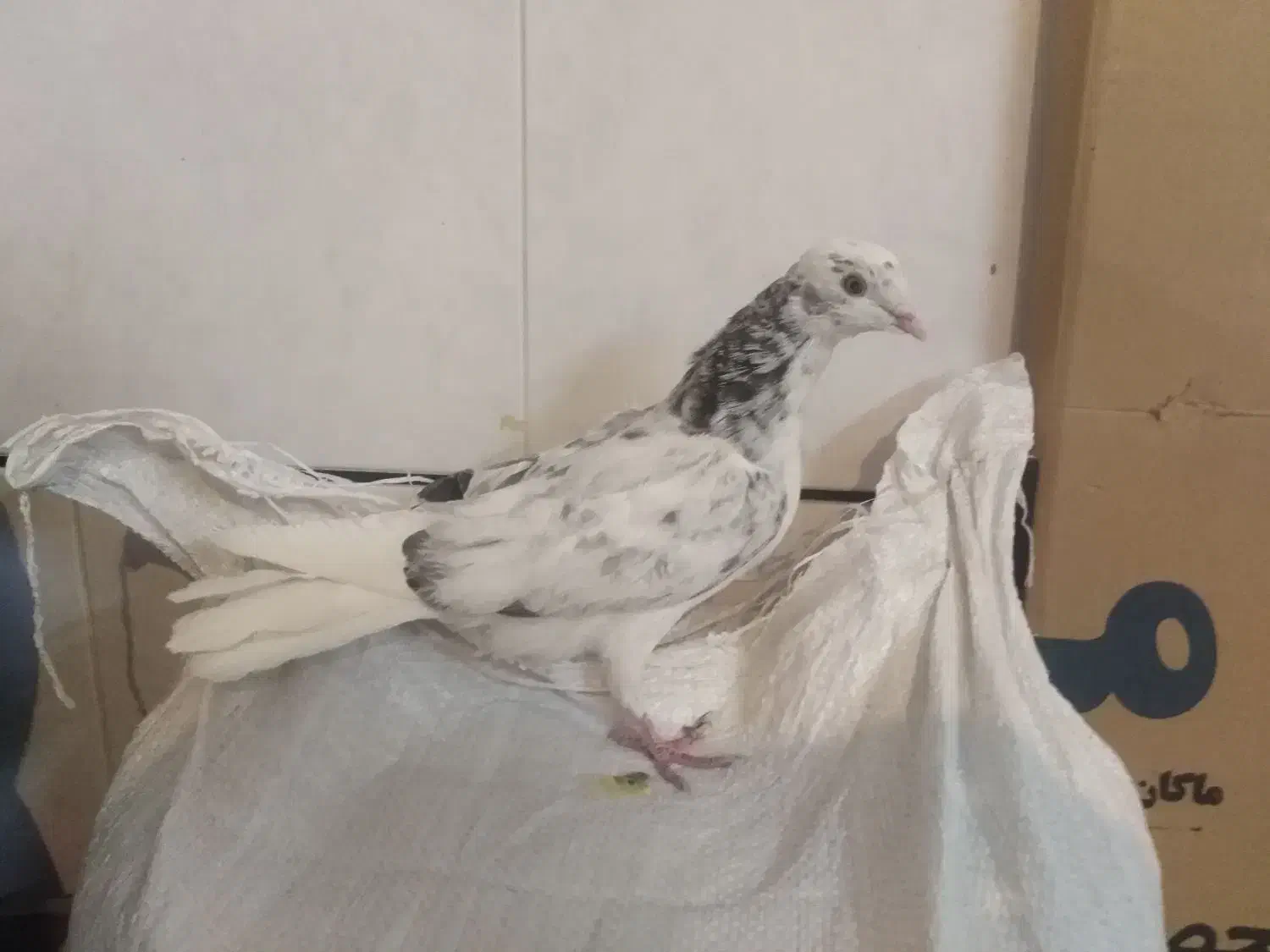 کبوتر مفلق پرشی پشدار نشوندار گرفتنی|پرنده|خمینیشهر, |دیوار