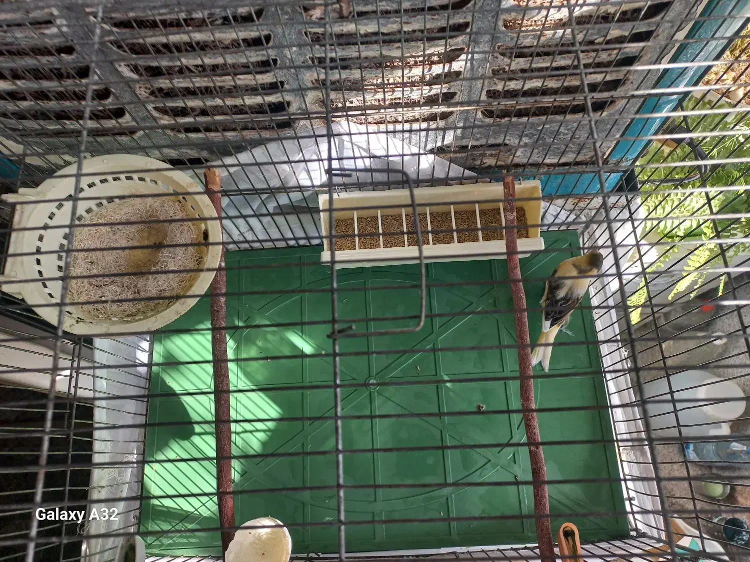 قناری ماده آماده جفت ،ابلغ ،پس بالا|پرنده|اندیشه, اندیشه فاز ۴|دیوار