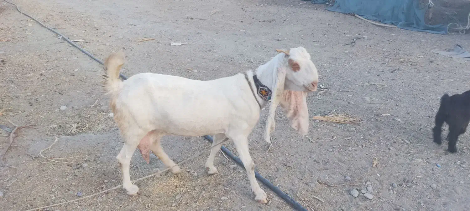 گلابی چشم سفید|حیوانات مزرعه|میناب, |دیوار