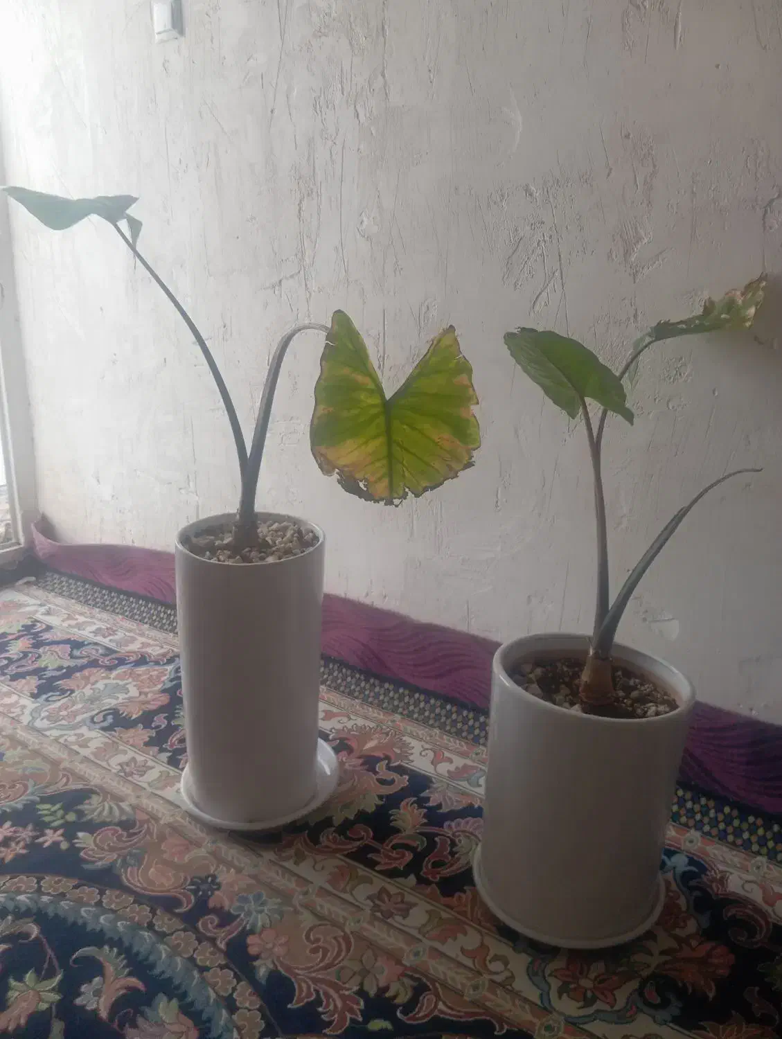 گل طبیعی|گل و گیاه طبیعی|قم, شهر قائم|دیوار