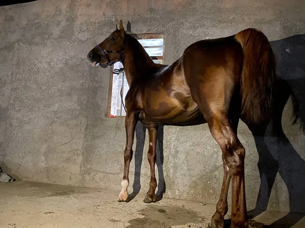 اسب|اسب و تجهیزات اسب‌سواری|شیراز, کوشک بیدک|دیوار