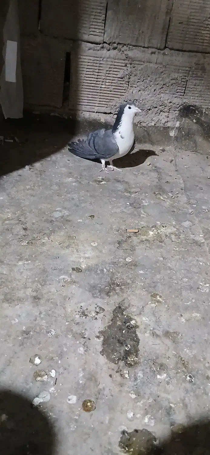 ماده دمگیر|پرنده|برخوار, |دیوار