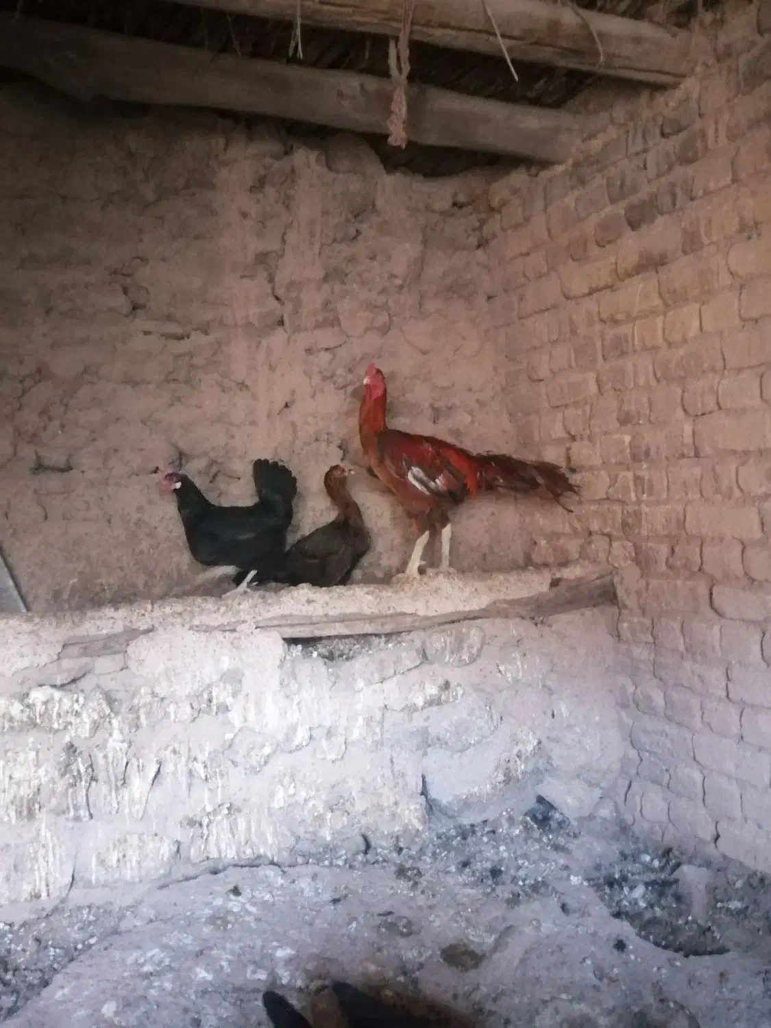 خروس لاری|حیوانات مزرعه|قاهان, |دیوار