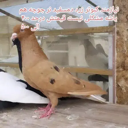 زرد دمسفید|پرنده|رامهرمز, |دیوار