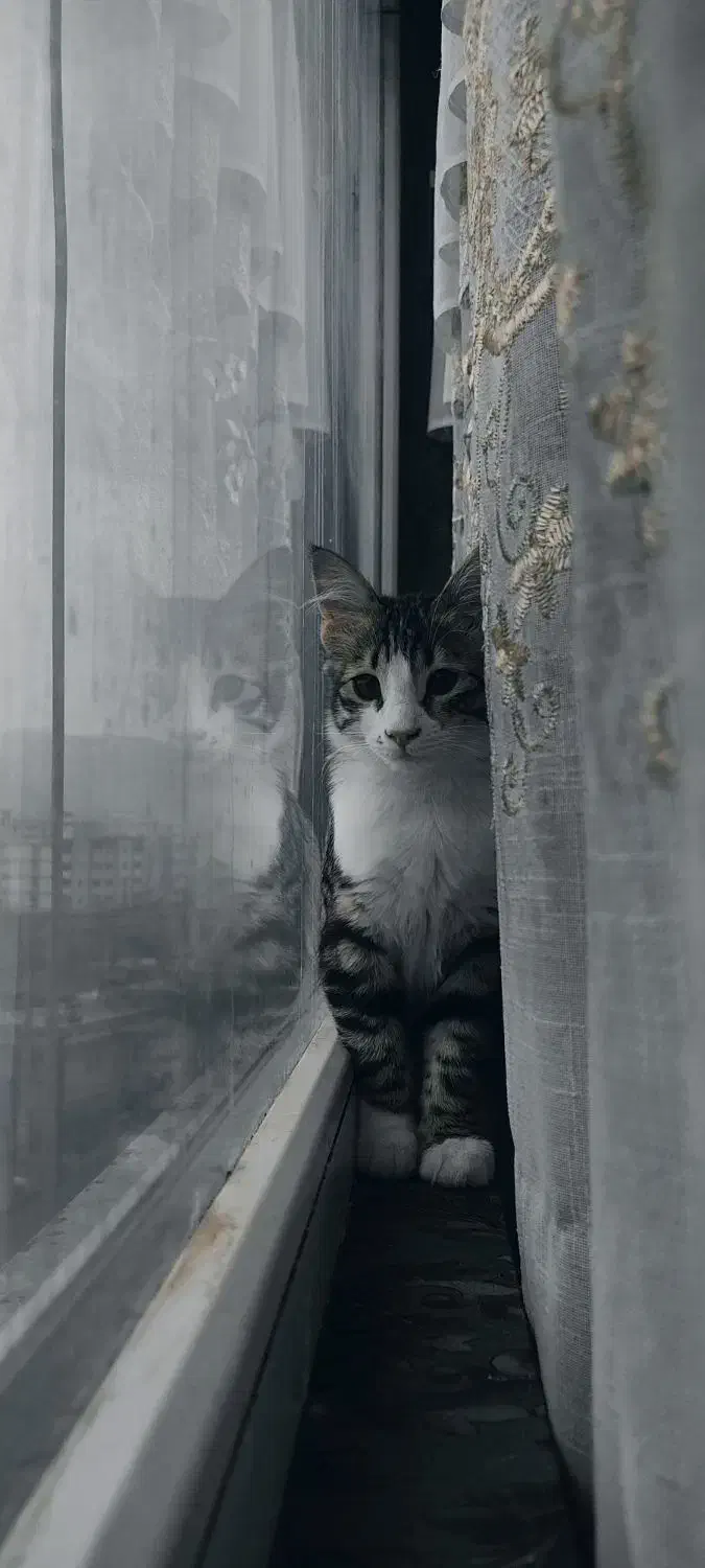 واگذاری گربه|گربه|صدرا-فارس, فاز ۱|دیوار