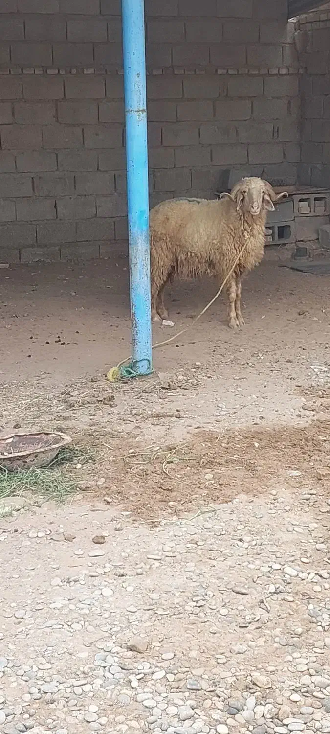 عبدالخان ...قوچ  سالم وسرحال یک سال ونیم عمرشه|حیوانات مزرعه|کرخه, |دیوار