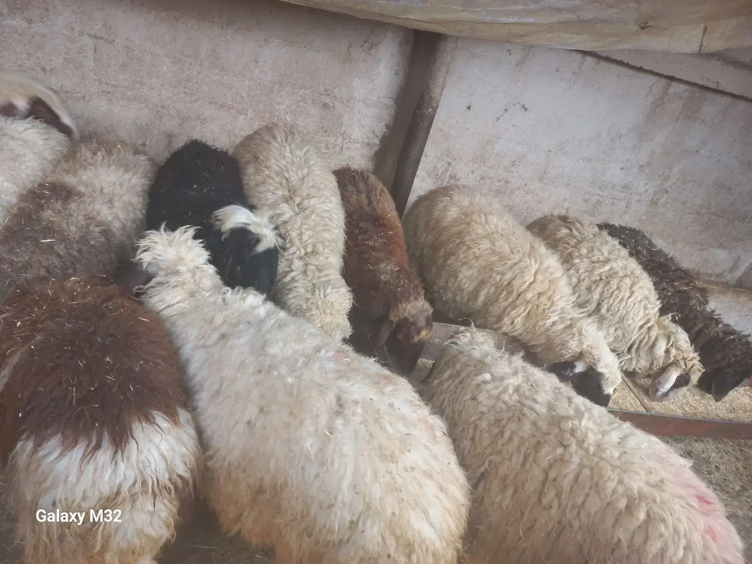 14راس بره|حیوانات مزرعه|حمیل, |دیوار