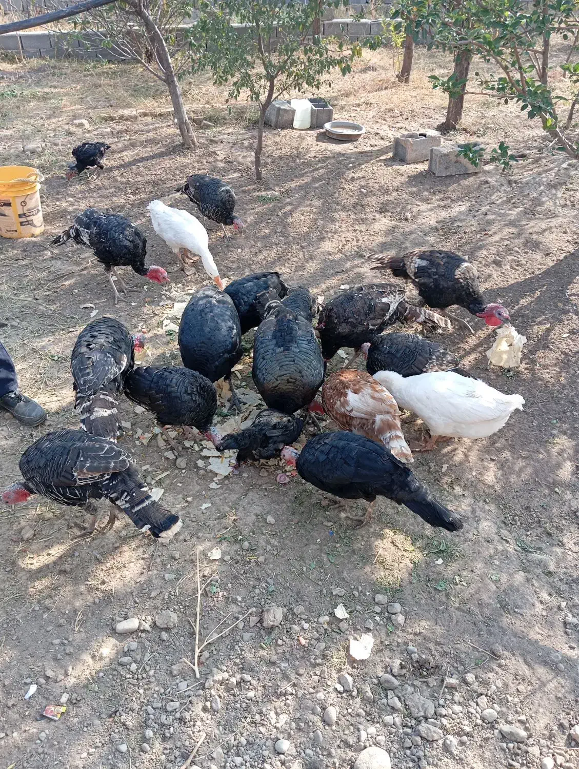 10عدد بوقلمون به فروش میرسد|حیوانات مزرعه|بناب, |دیوار