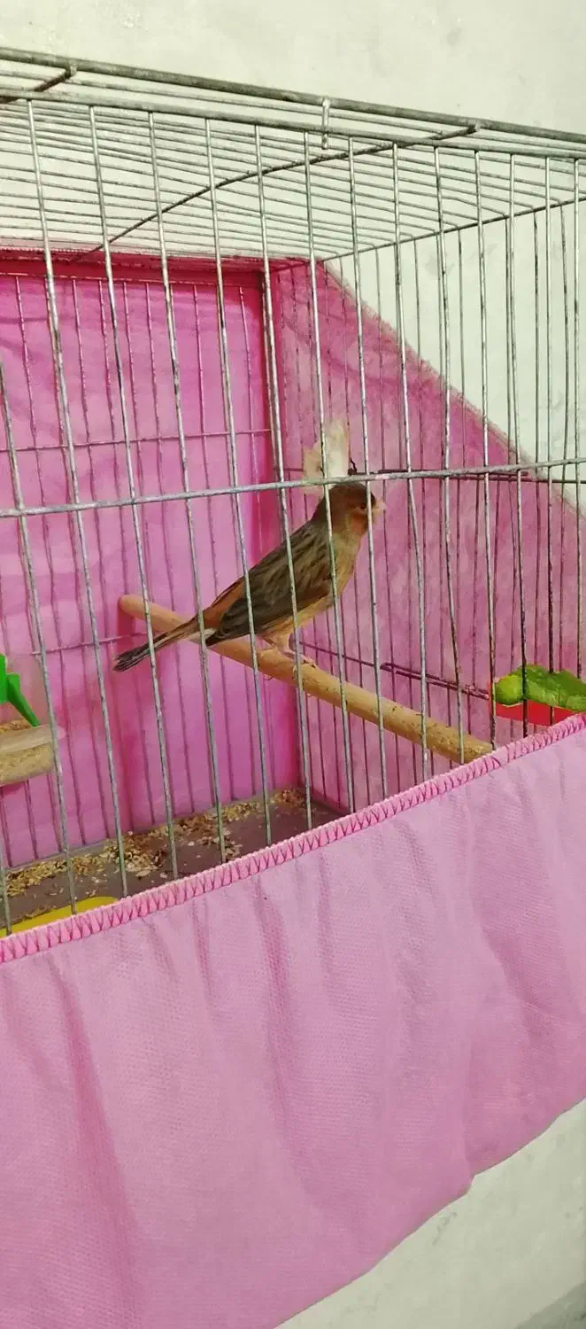 قناری نر دهن هم سهره لر داره کمی هم قناری|پرنده|محمدشهر, جعفرآباد|دیوار