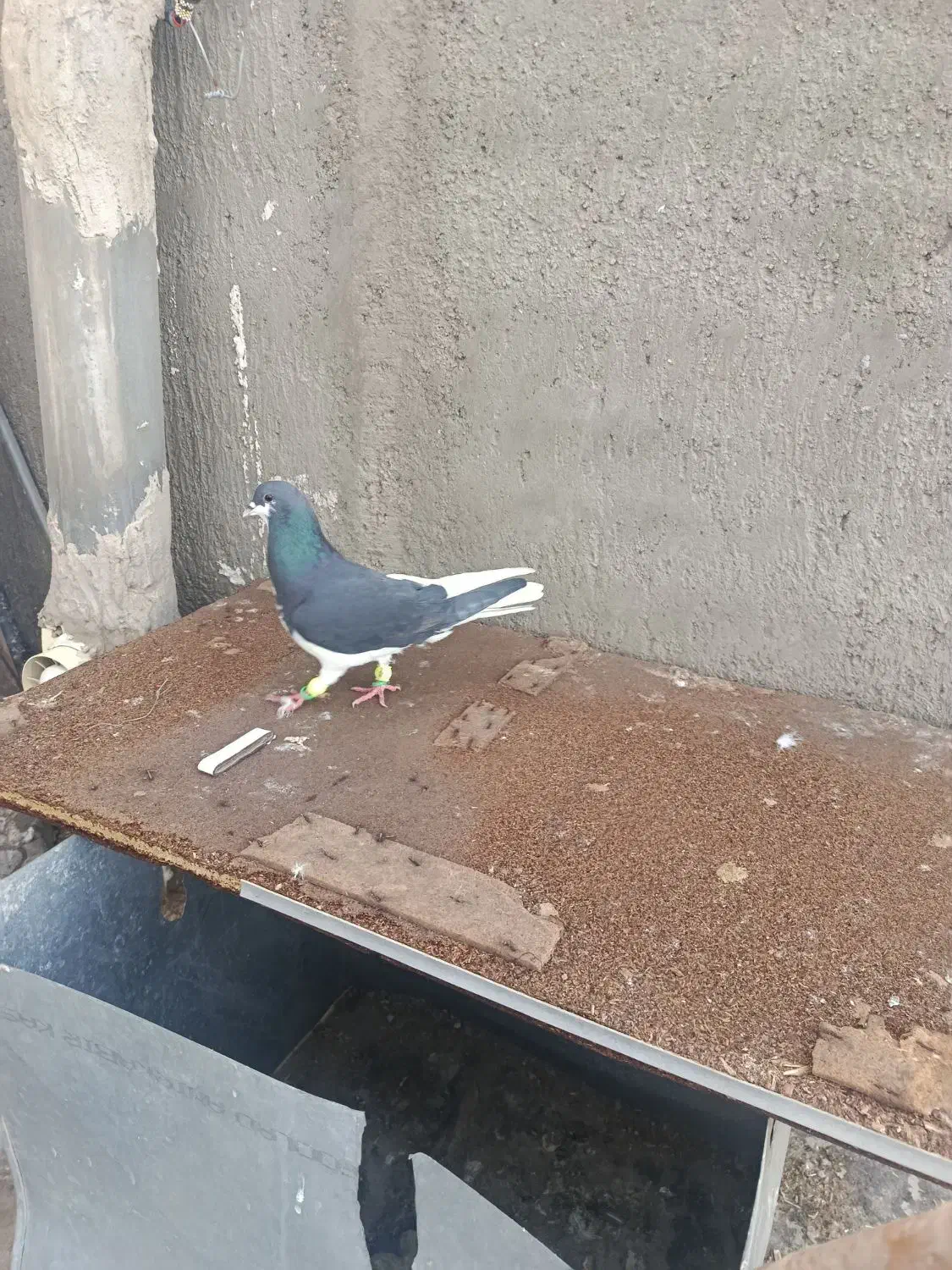 کبوتر|حیوانات|اسفرورین, |دیوار