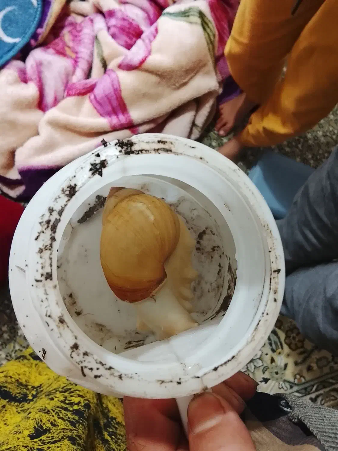 حلزون به فروش میرسد|خزنده|اسالم, |دیوار