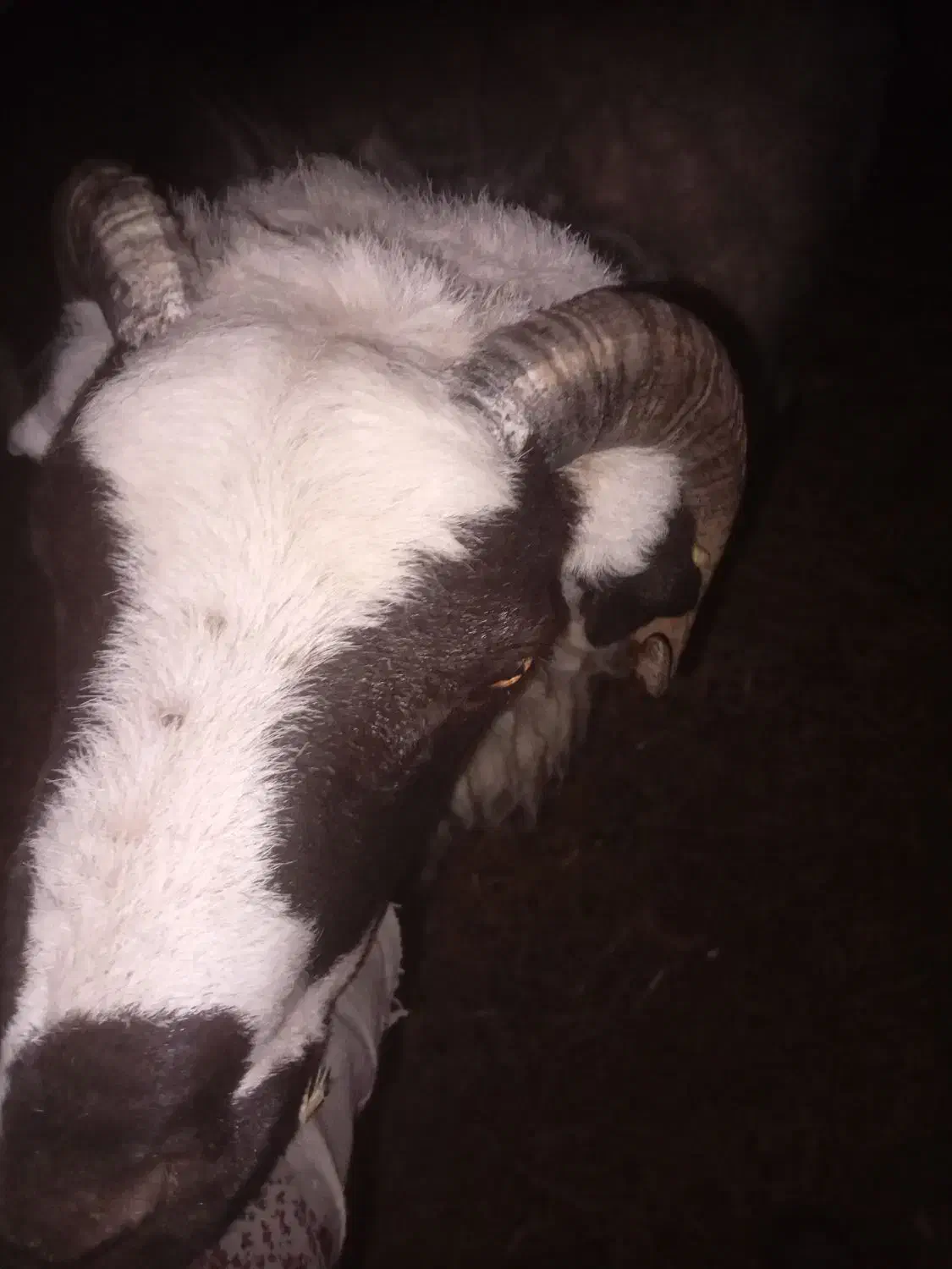 بره نر چاق کیلویی ۴۰۰|حیوانات مزرعه|رفسنجان, |دیوار