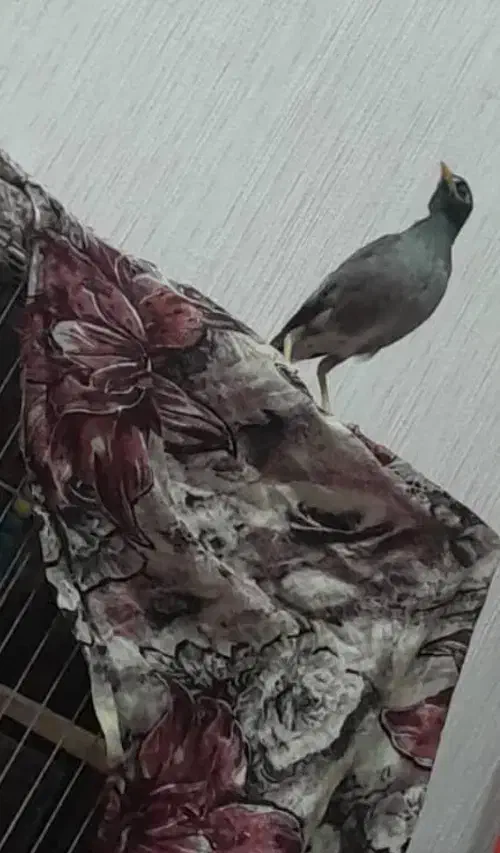 جوجه مرغ مینا نر|پرنده|تهران, کیانشهر|دیوار