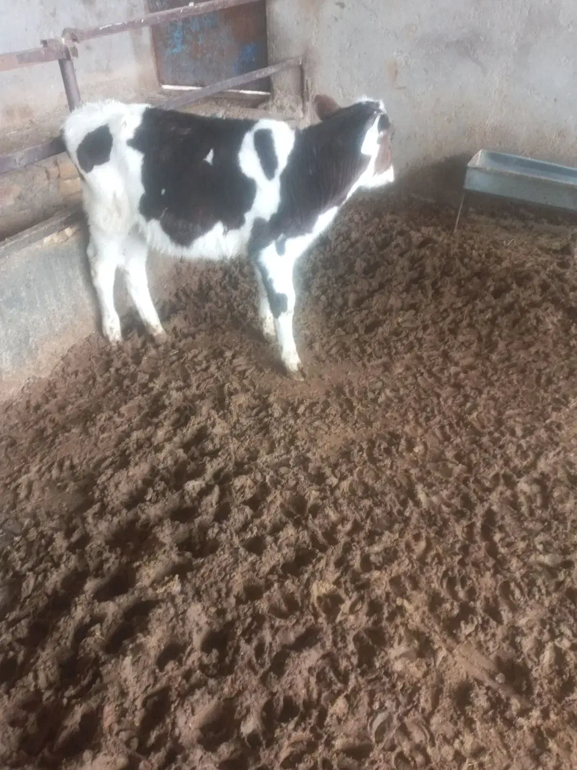 گوساله نر|حیوانات مزرعه|بوئین زهرا, |دیوار