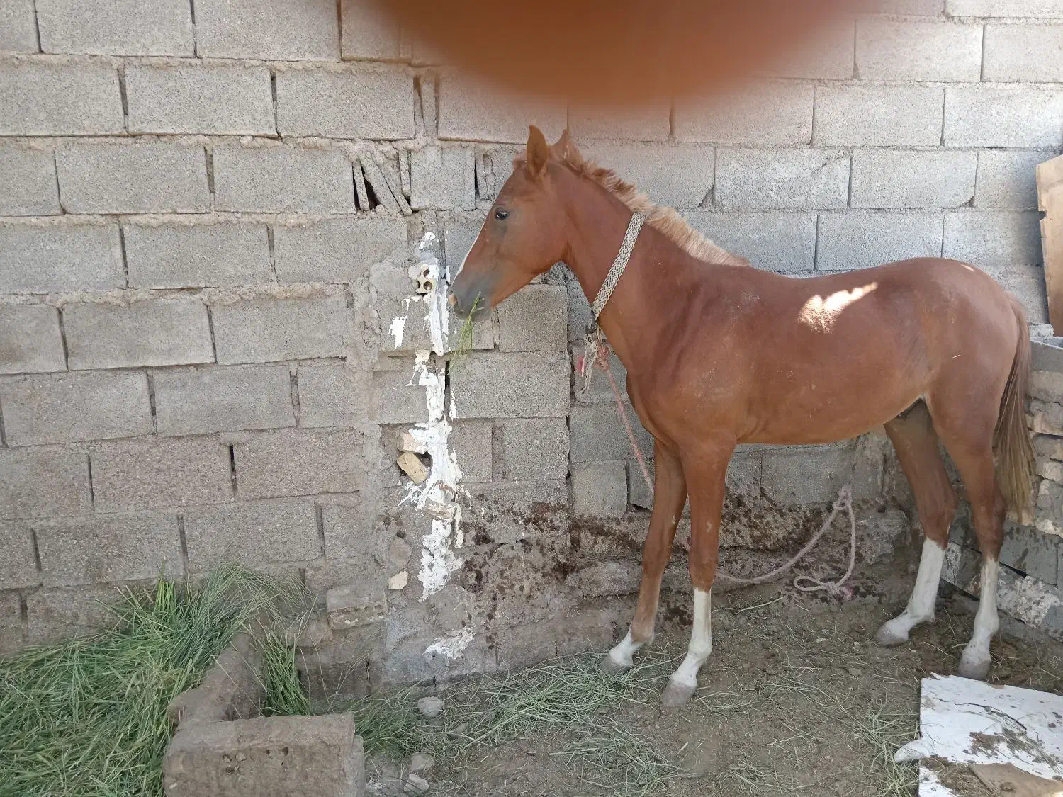 باسلام خدمت دوستان یک کوره اسب حمدانی|اسب و تجهیزات اسبسواری|آبادان, |دیوار