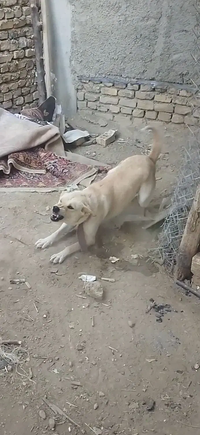 سگ ماده گرگی|سگ|ملایر, |دیوار