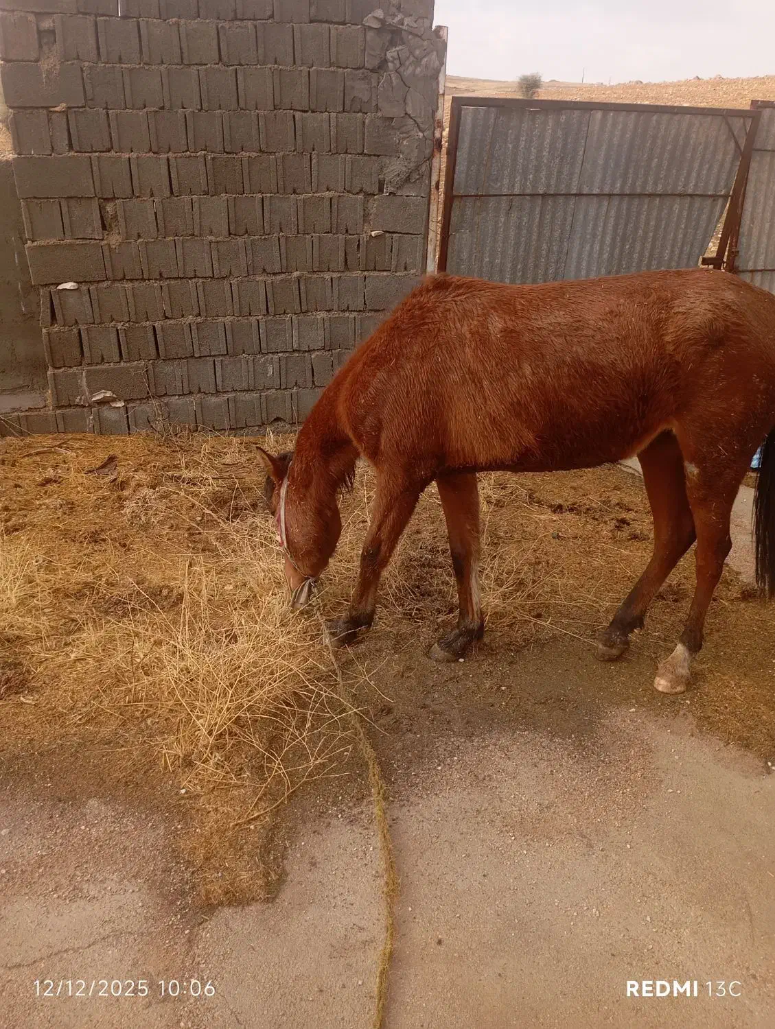 اسب ماده|حیوانات مزرعه|دهدشت, |دیوار