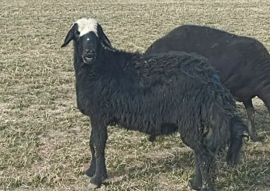 بره قوچ قره قزل افشاری|حیوانات مزرعه|لالجین, |دیوار