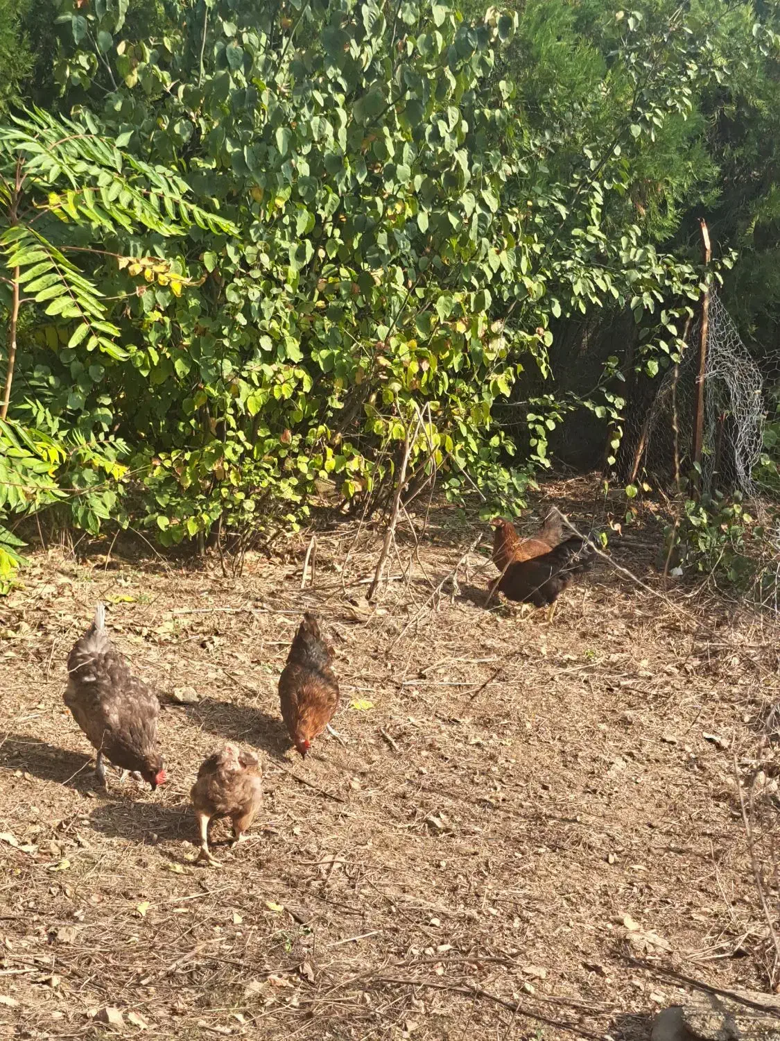 ۴ عدد مرغ تخم گذار یک خروس|حیوانات مزرعه|مرزنآباد, |دیوار