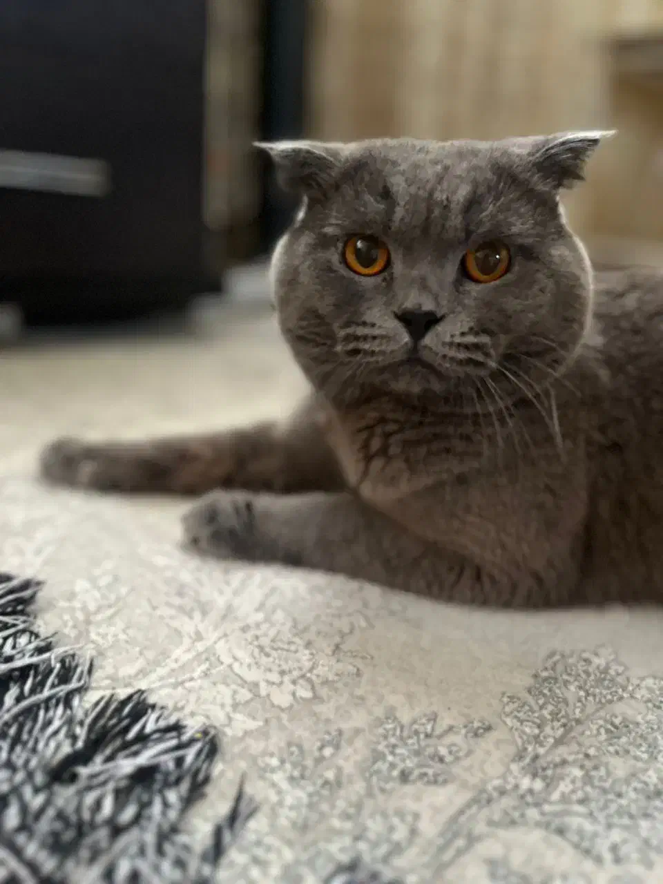 گربه اصیل اسکاتیش نر|گربه|ری, سیزده آبان|دیوار