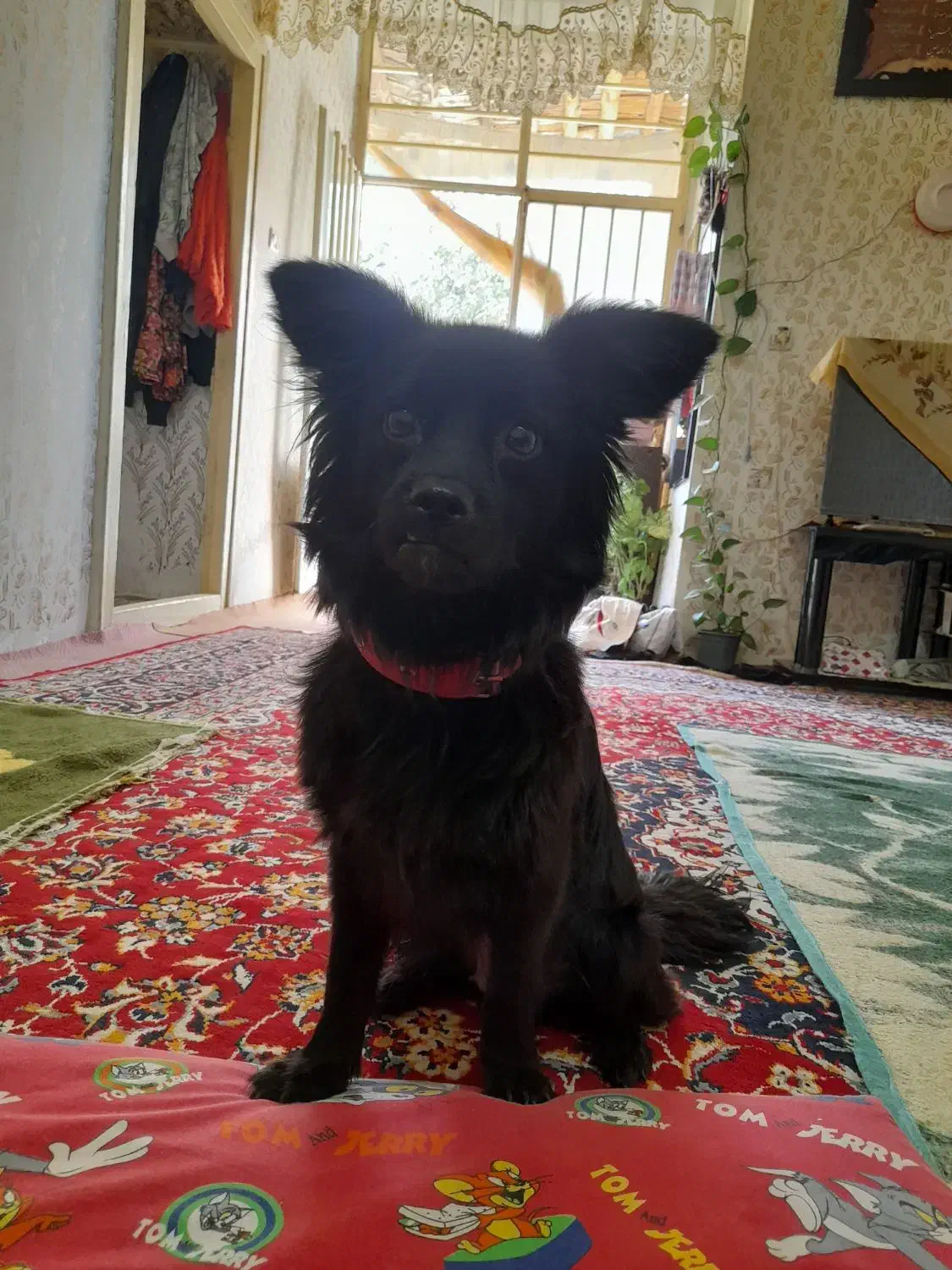 واگذاری سگ اشپیت|سگ|بجنورد, |دیوار