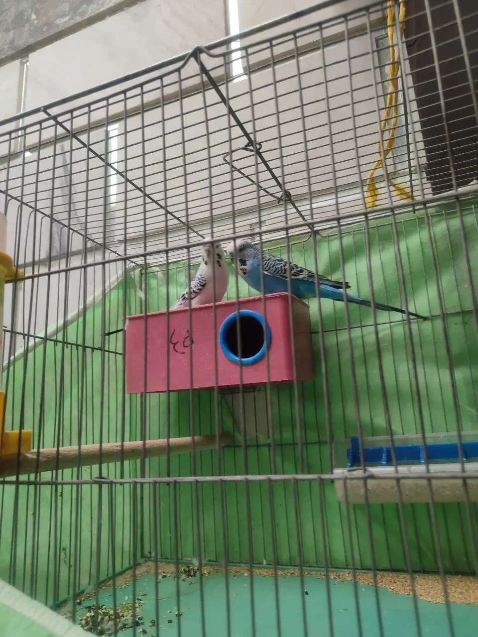 مرغ عشق|پرنده|داران, |دیوار