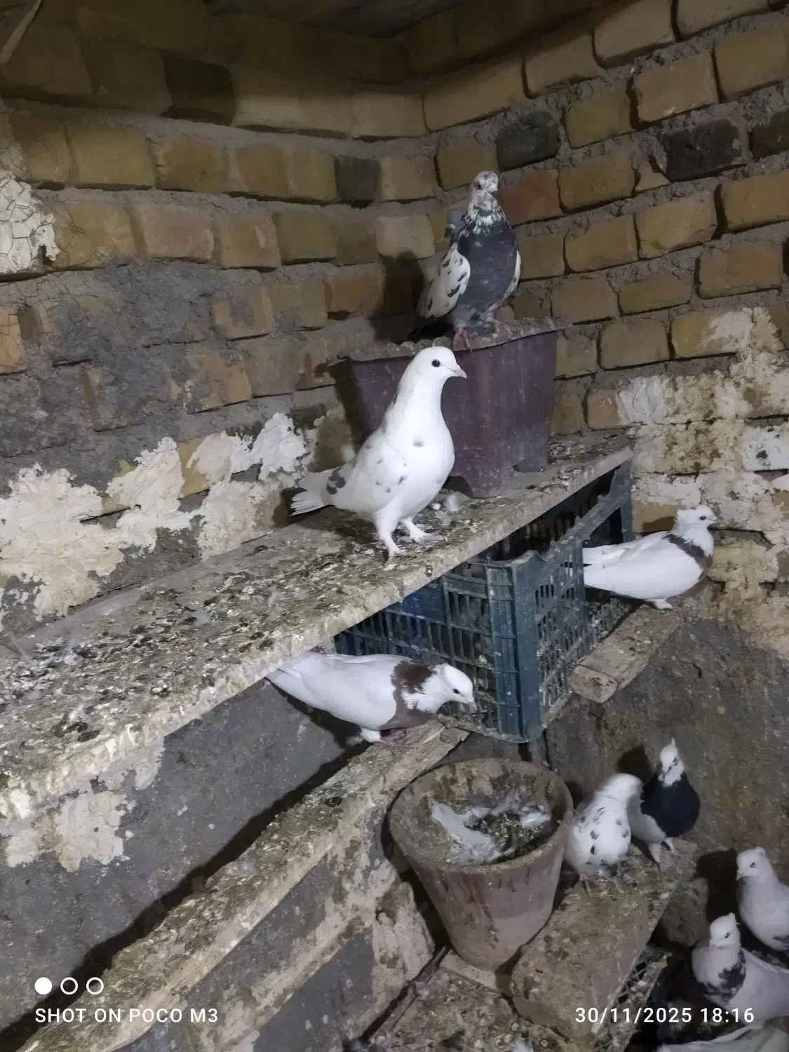 کبوتر پرشی وطوقی|پرنده|قروه, |دیوار