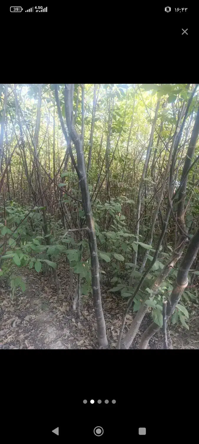 نهال گردو محلی|عمده‌فروشی|مارگون, |دیوار