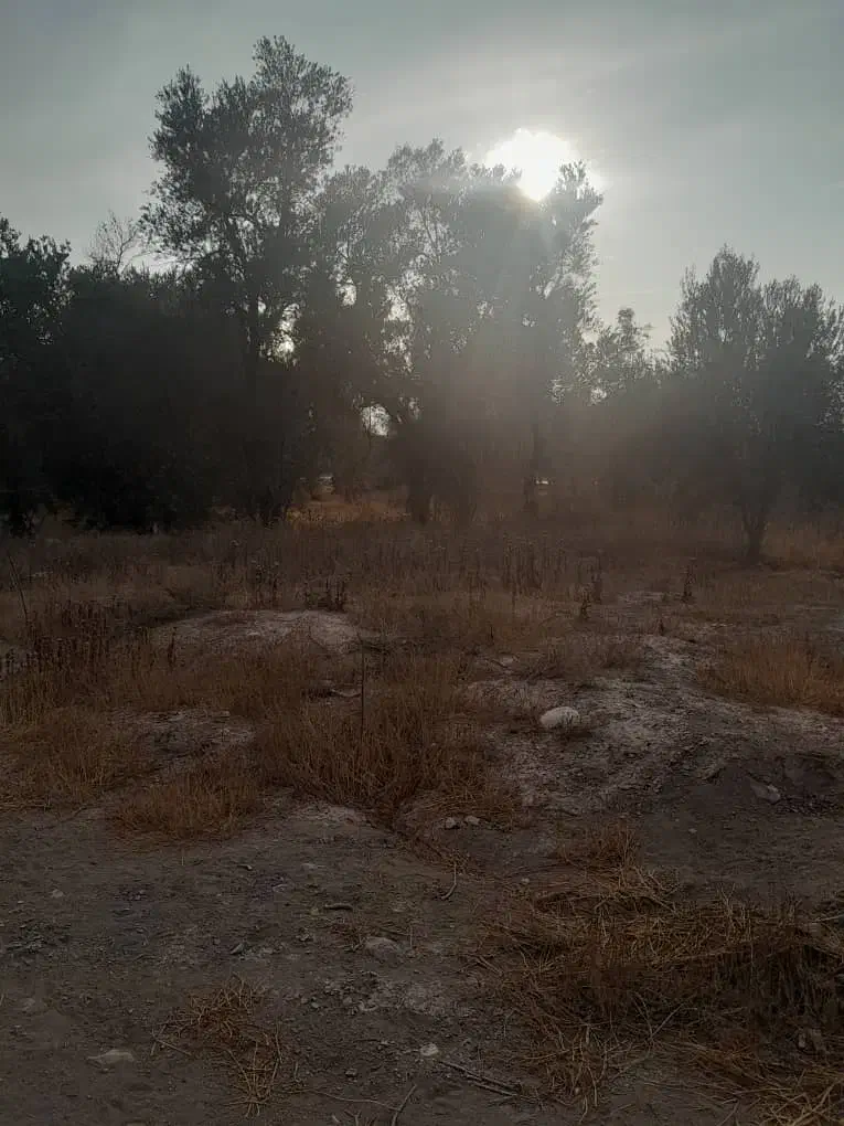 باغ زیتون، جمال آباد، ۳۶۰۰ متری|فروش زمین و ملک کلنگی|لوشان, |دیوار