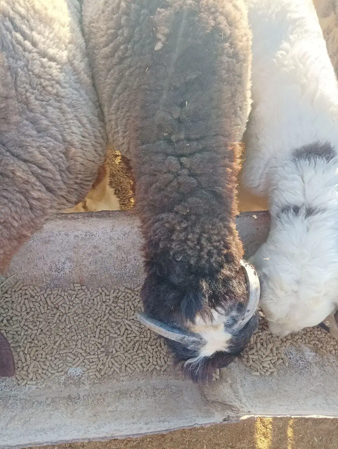 بره درجه یک|حیوانات مزرعه|خورموج, |دیوار