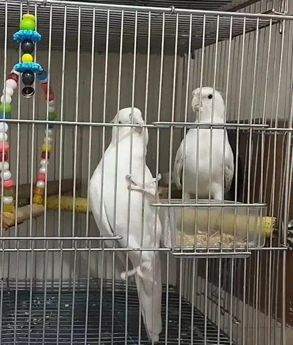 البینو مولد تضمینی|پرنده|ورامین, شهرک مدرس|دیوار