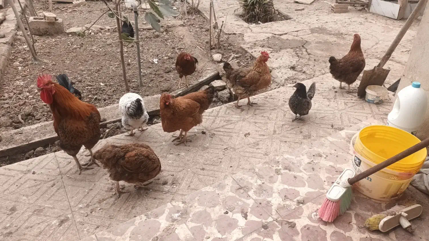 خروس ومرغ طبیعی تخم گذار|حیوانات مزرعه|پارسآباد, |دیوار