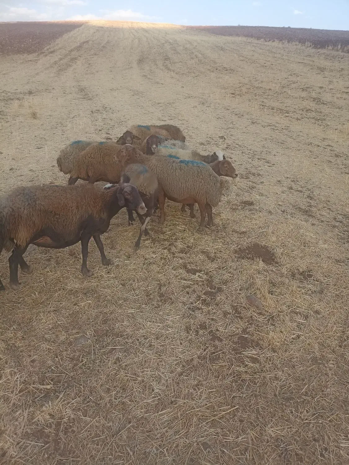 میش داشتی سالم و سرحال و آبستن|حیوانات مزرعه|فیروزآباد (لرستان), |دیوار