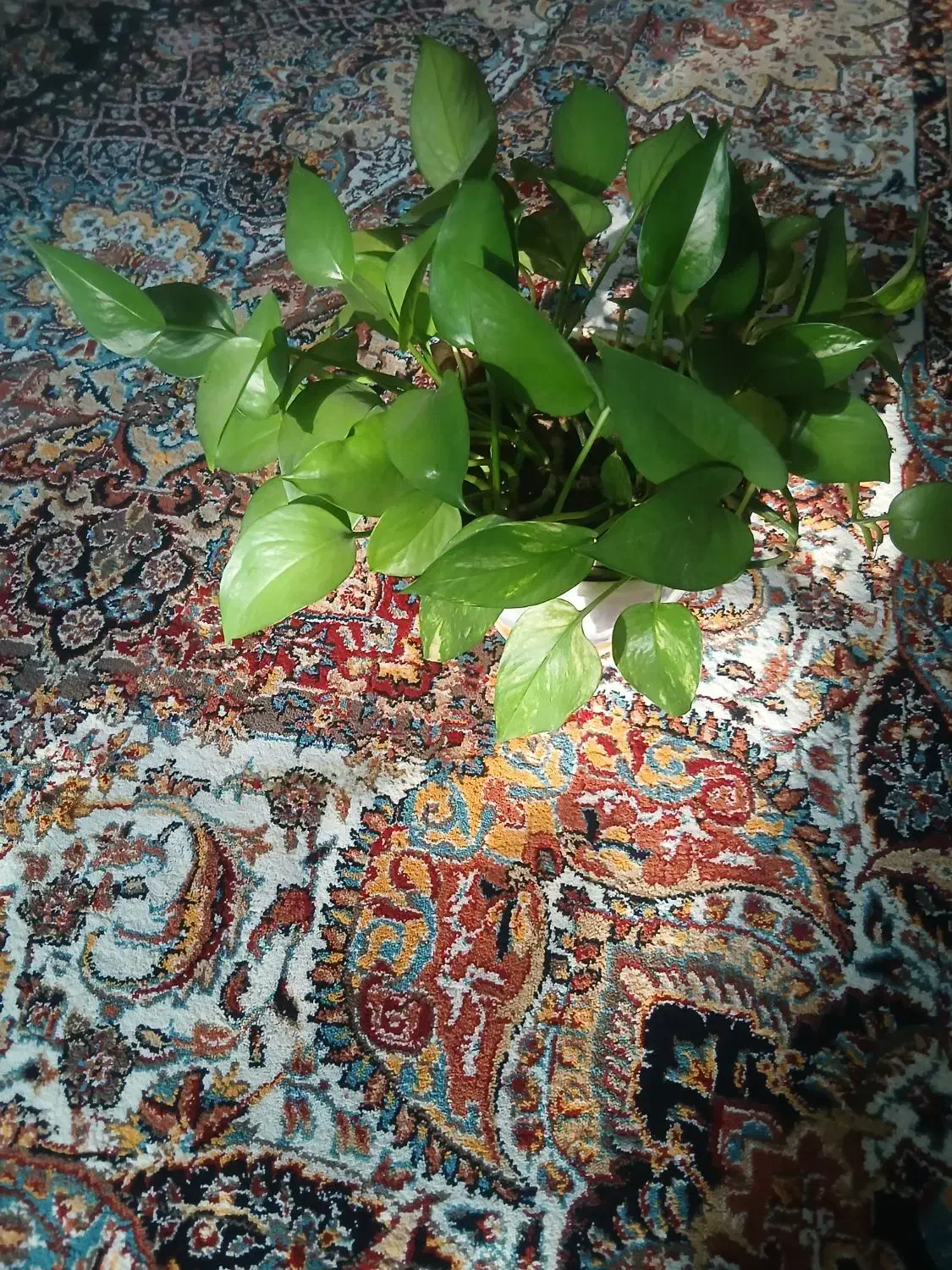 برگ انجیری|گل و گیاه طبیعی|گلبهار, شهر جدید گلبهار|دیوار