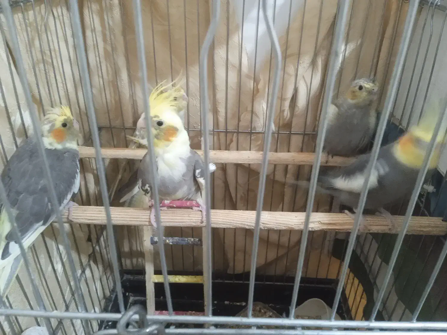 عروس هلندی سخنگو|پرنده|رباطکریم, نصیرشهر|دیوار