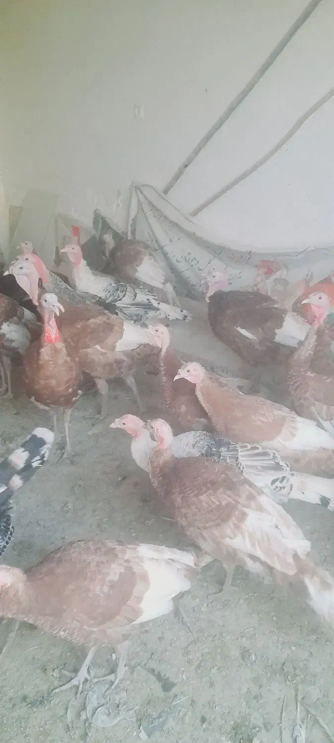 بوقلمون بوربون ومحلی|حیوانات مزرعه|همدان, |دیوار