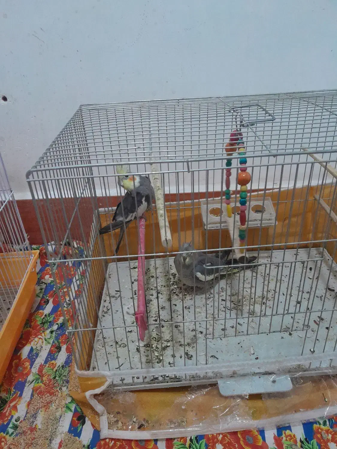 واگزار|پرنده|آذرشهر, |دیوار