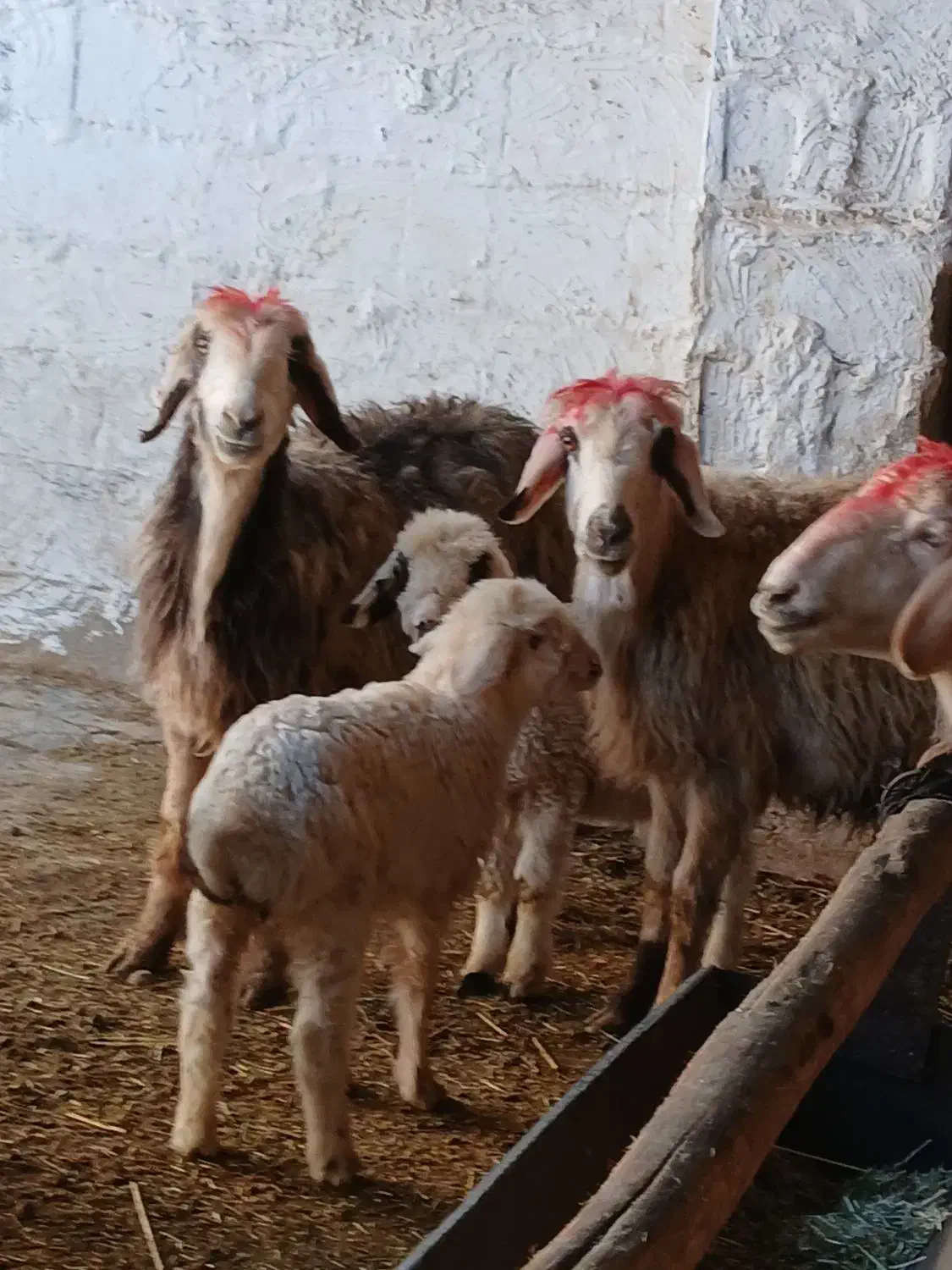 میش بره دار|حیوانات مزرعه|مرودشت, مختارآباد|دیوار