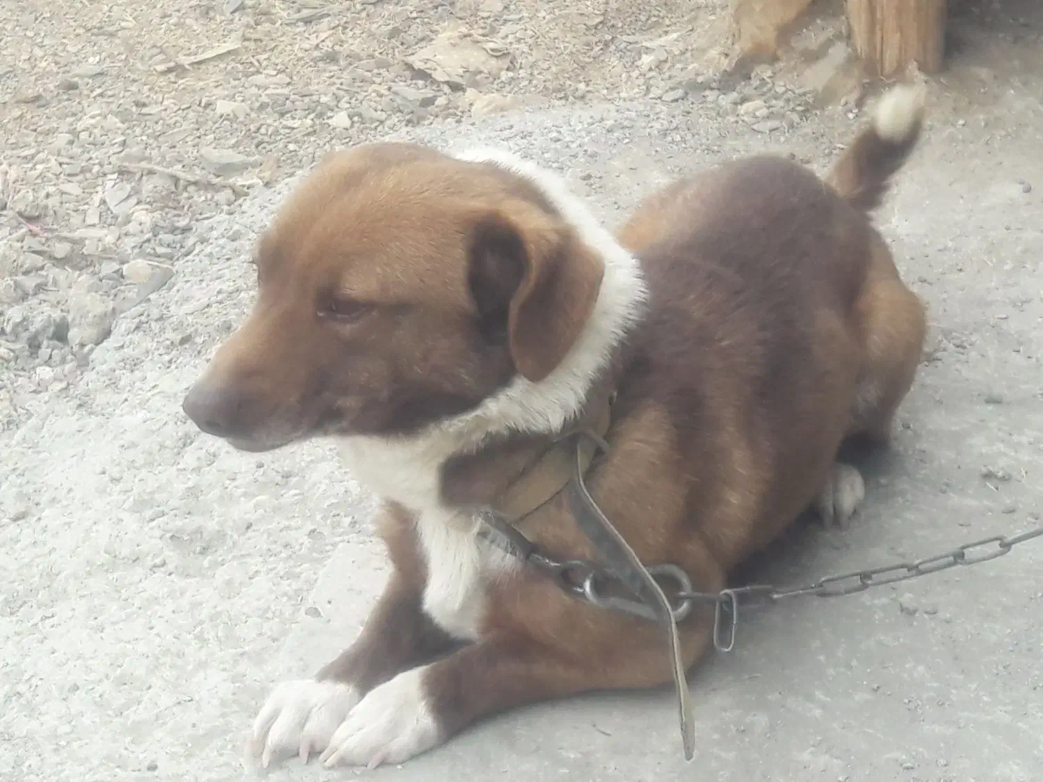 پاکوتاه|سگ|بیجار, |دیوار