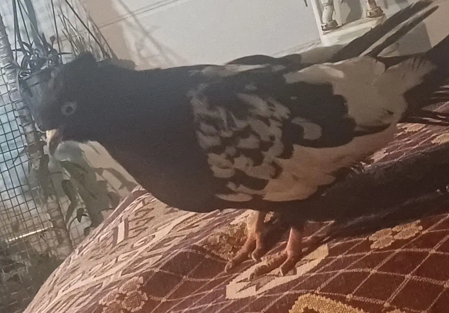 پرنده|پرنده|مسجد سلیمان, |دیوار