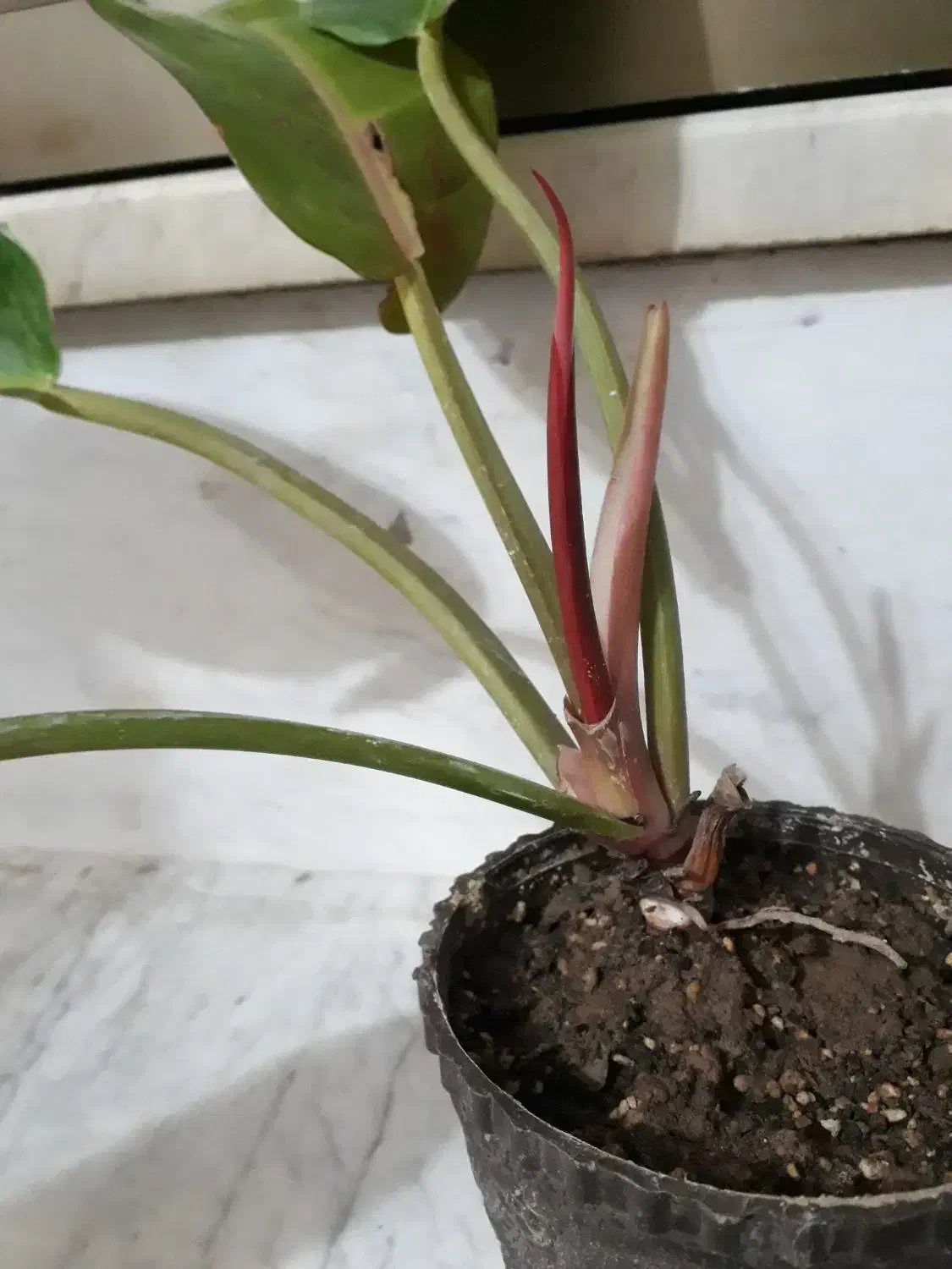 گل های متنوع|گل و گیاه طبیعی|نجفآباد, جعفرآباد|دیوار