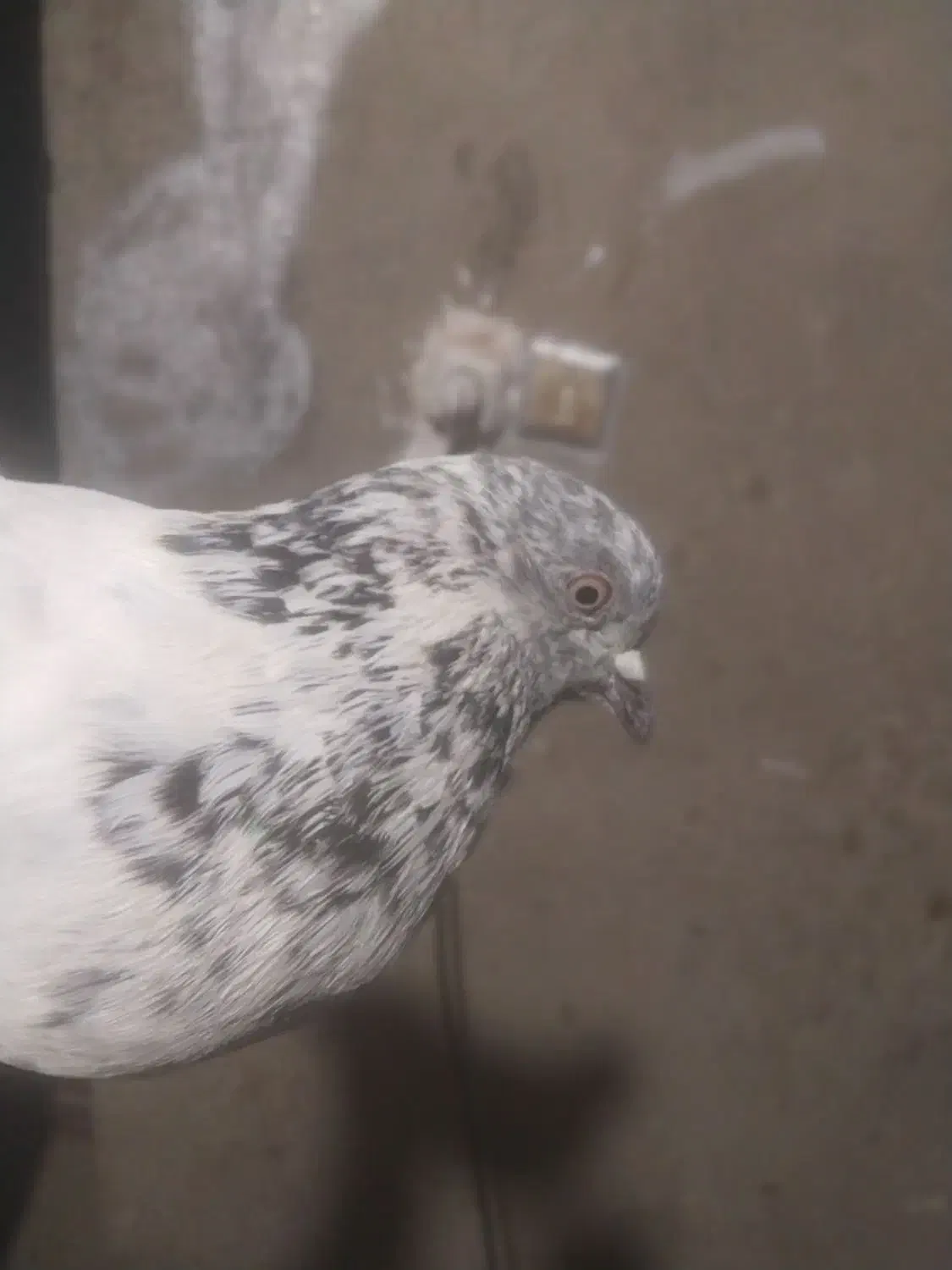 کبوتر|پرنده|خاش, |دیوار